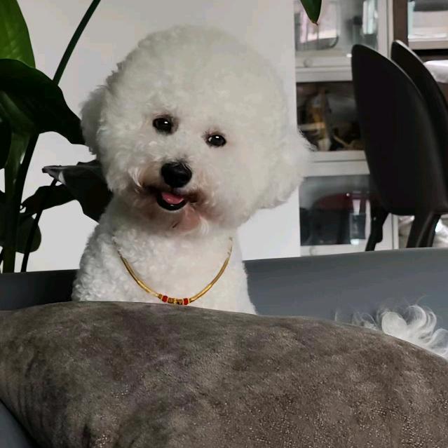 王汤圆