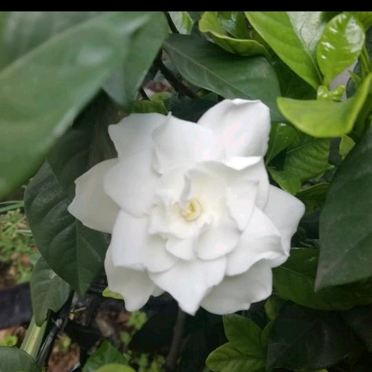 楚芯杰 ²₀²