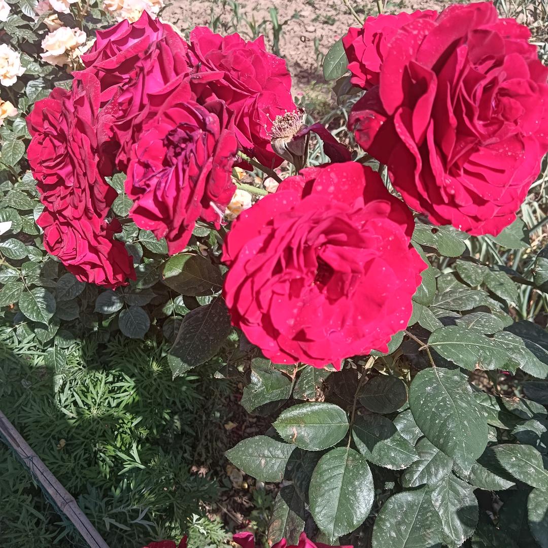 花开花落还是你