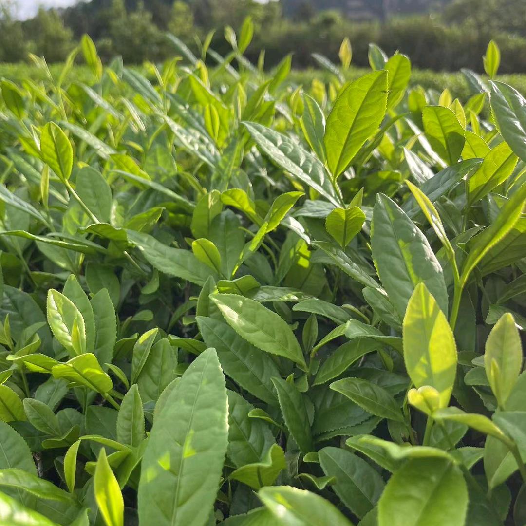 芳珍茶叶
