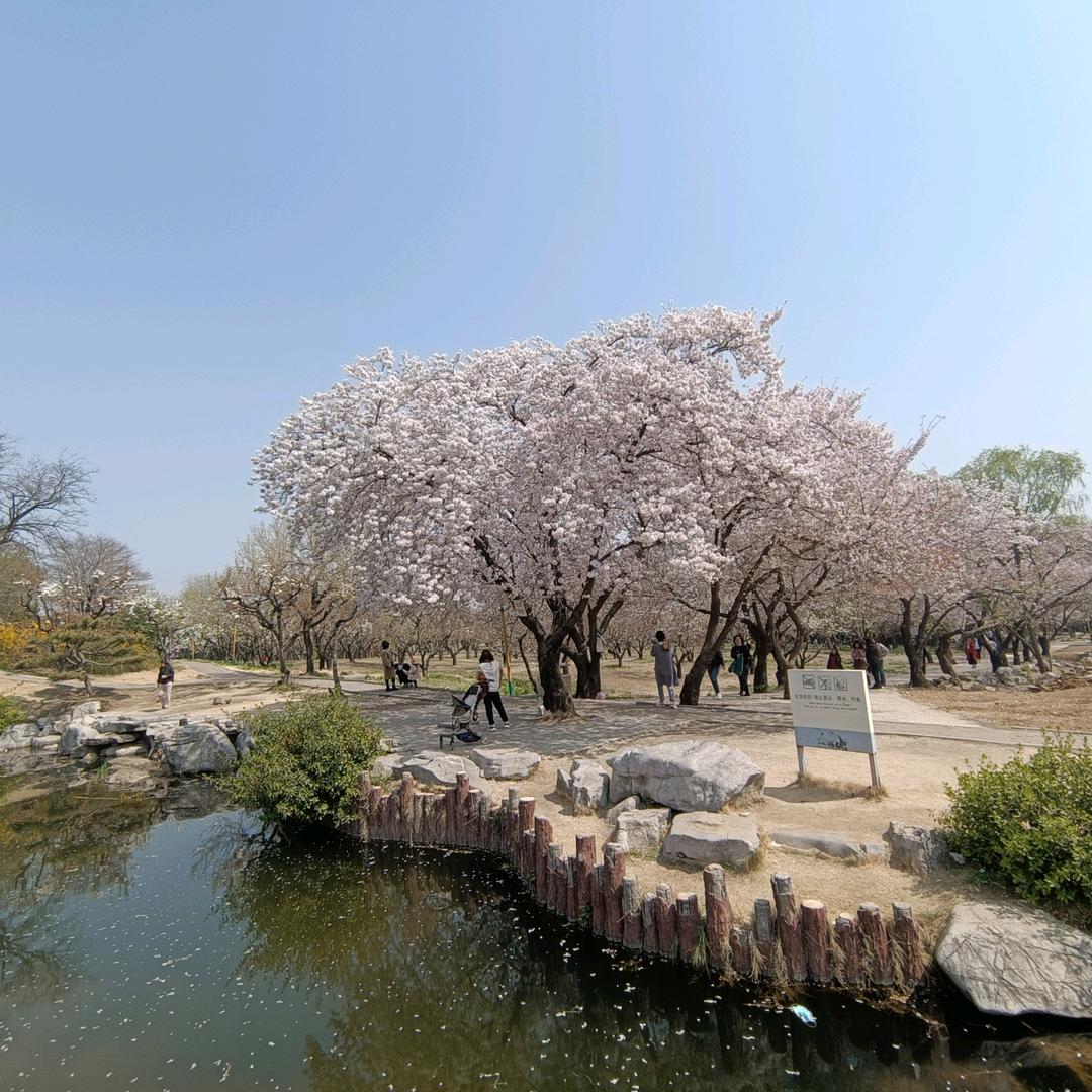 饭团