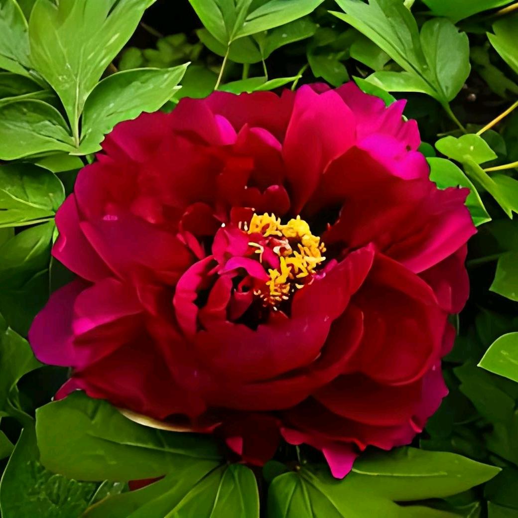 🌸一路生花🌸