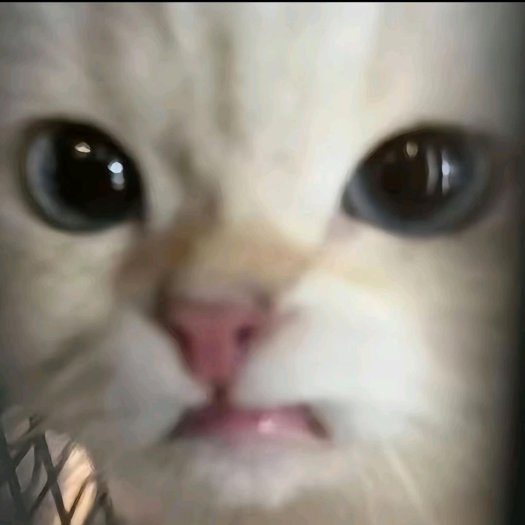 哈基米东