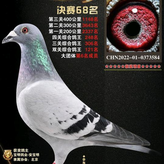 宝明鸽业