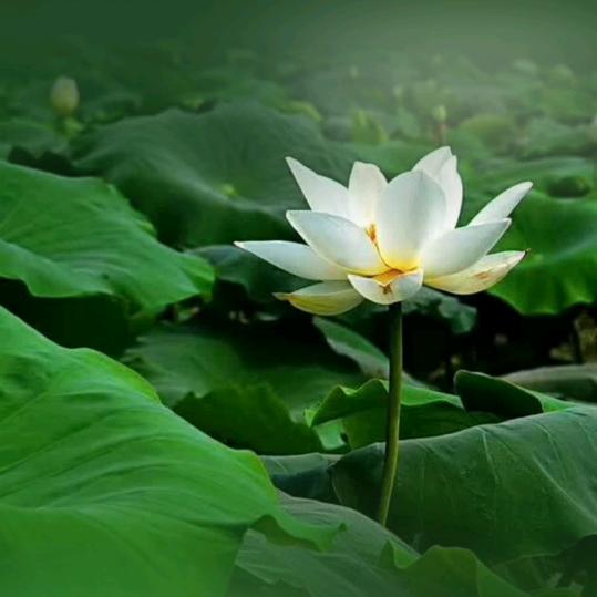 W一缕阳光