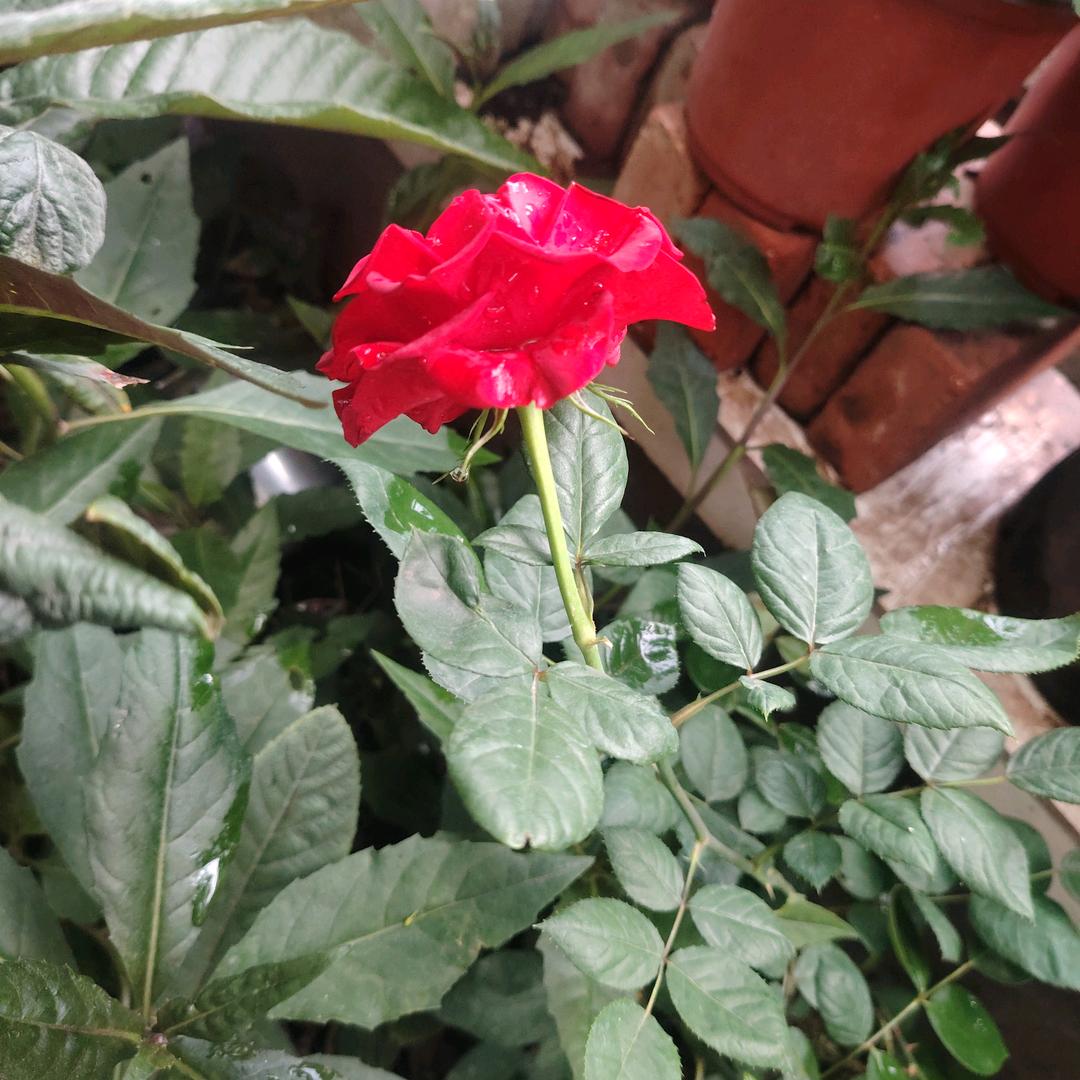 无(♡>𖥦<)/♥缘