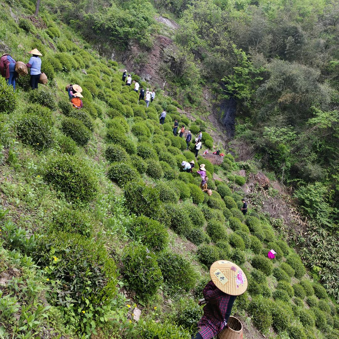 金寨县齐山组土地岭王老大六安瓜片