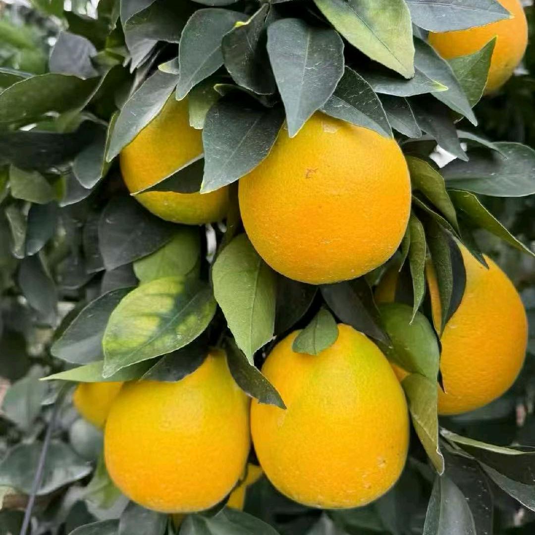 黄金子家的赣南脐橙