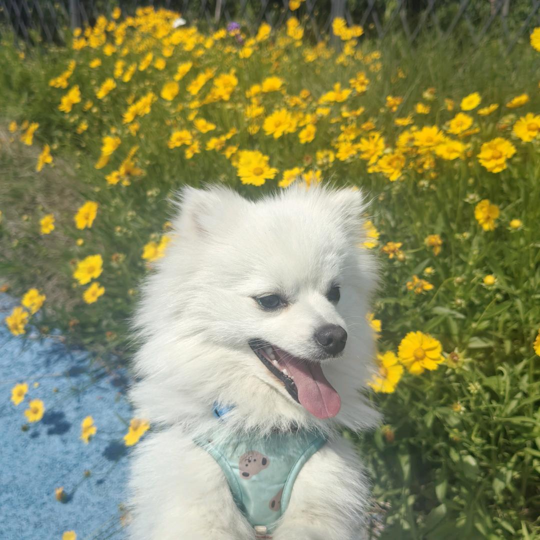 土豆是博美(๑＞ڡ＜)☆