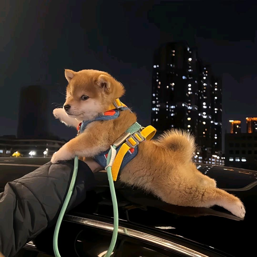 西了个瓜