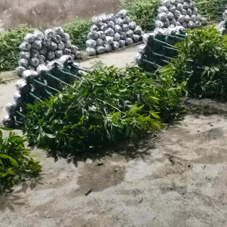 顺哥金丝楠木苗种植基地头像