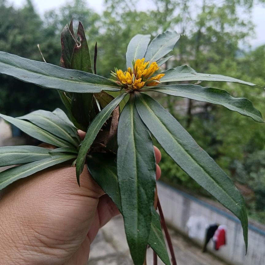 民间中草药（江哥）