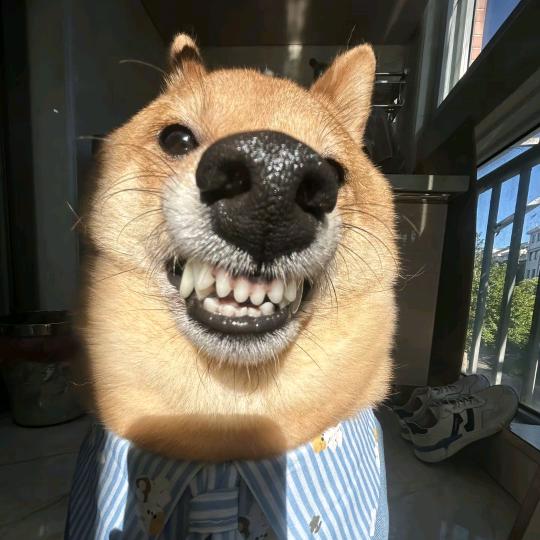 西米lu