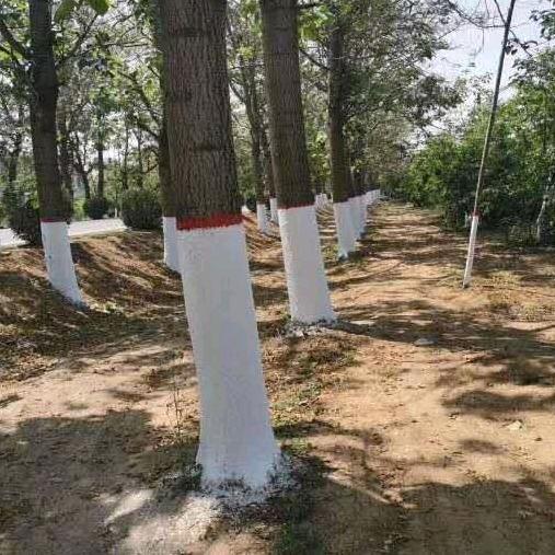 园林涂白甄选