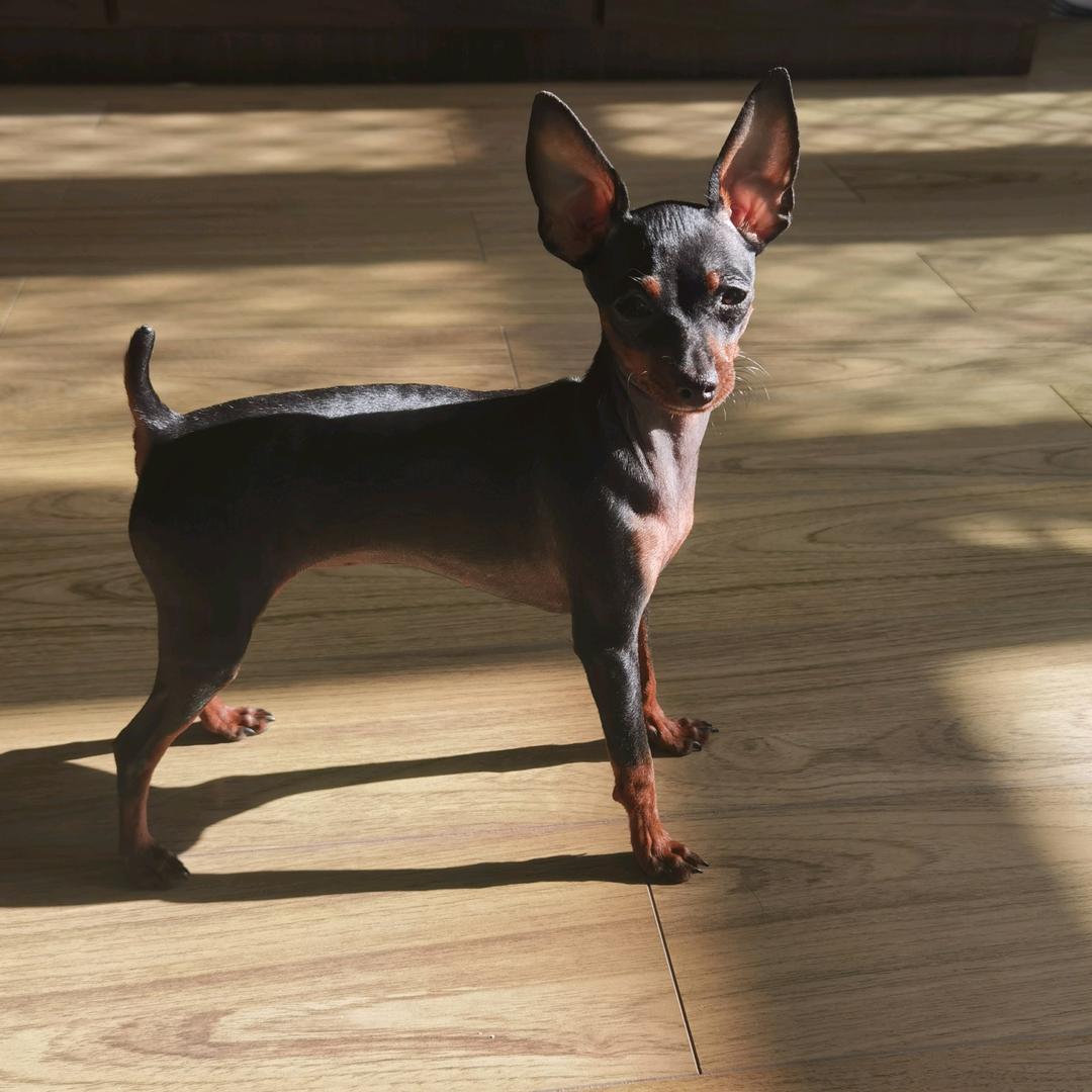 ℳ小鹿犬ঞ ໌້ᮨ豆包