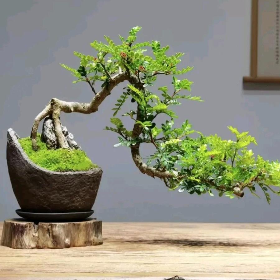 溪流绿植商行