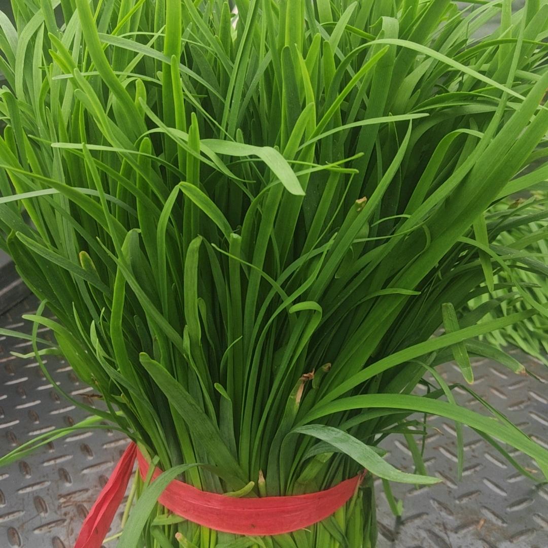 老宁，韭菜，种子。