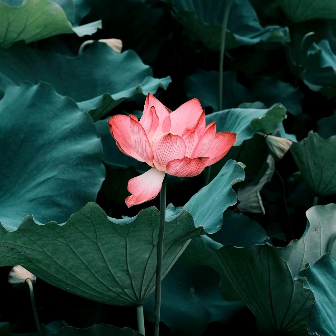蕴度