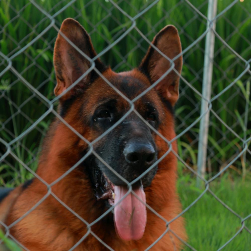 俊杰狼犬