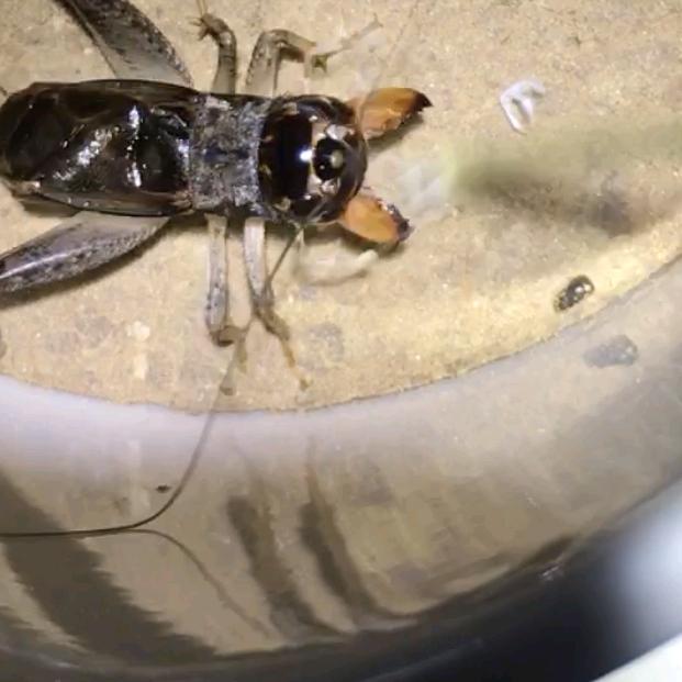 撬子手队长二帅