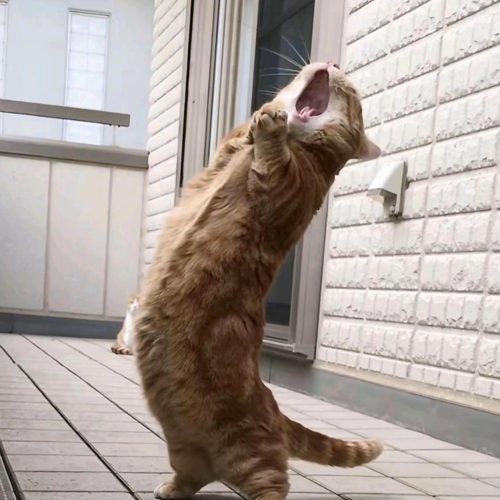 香菜《王者全能高手》