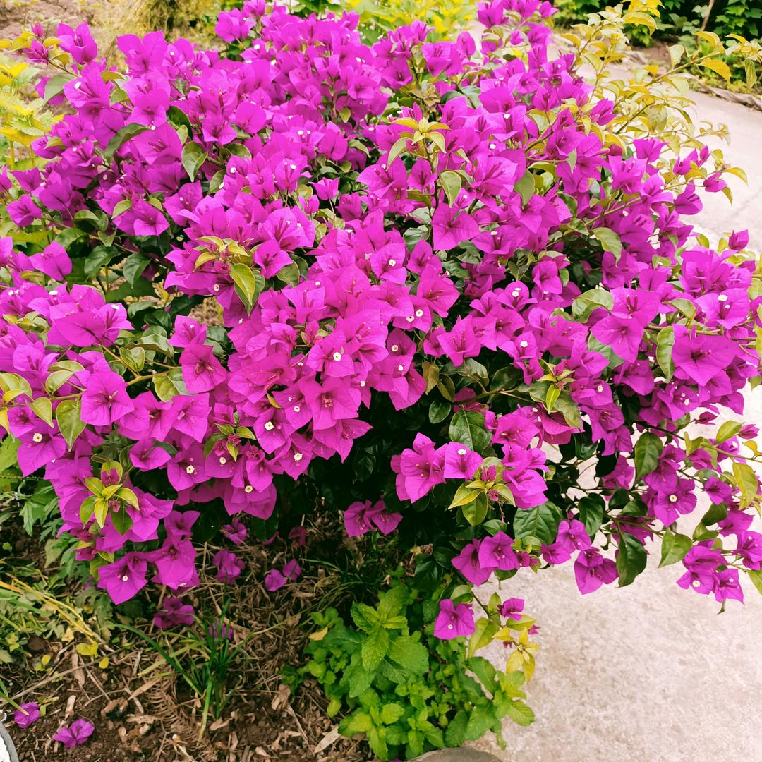 开开心心美每天