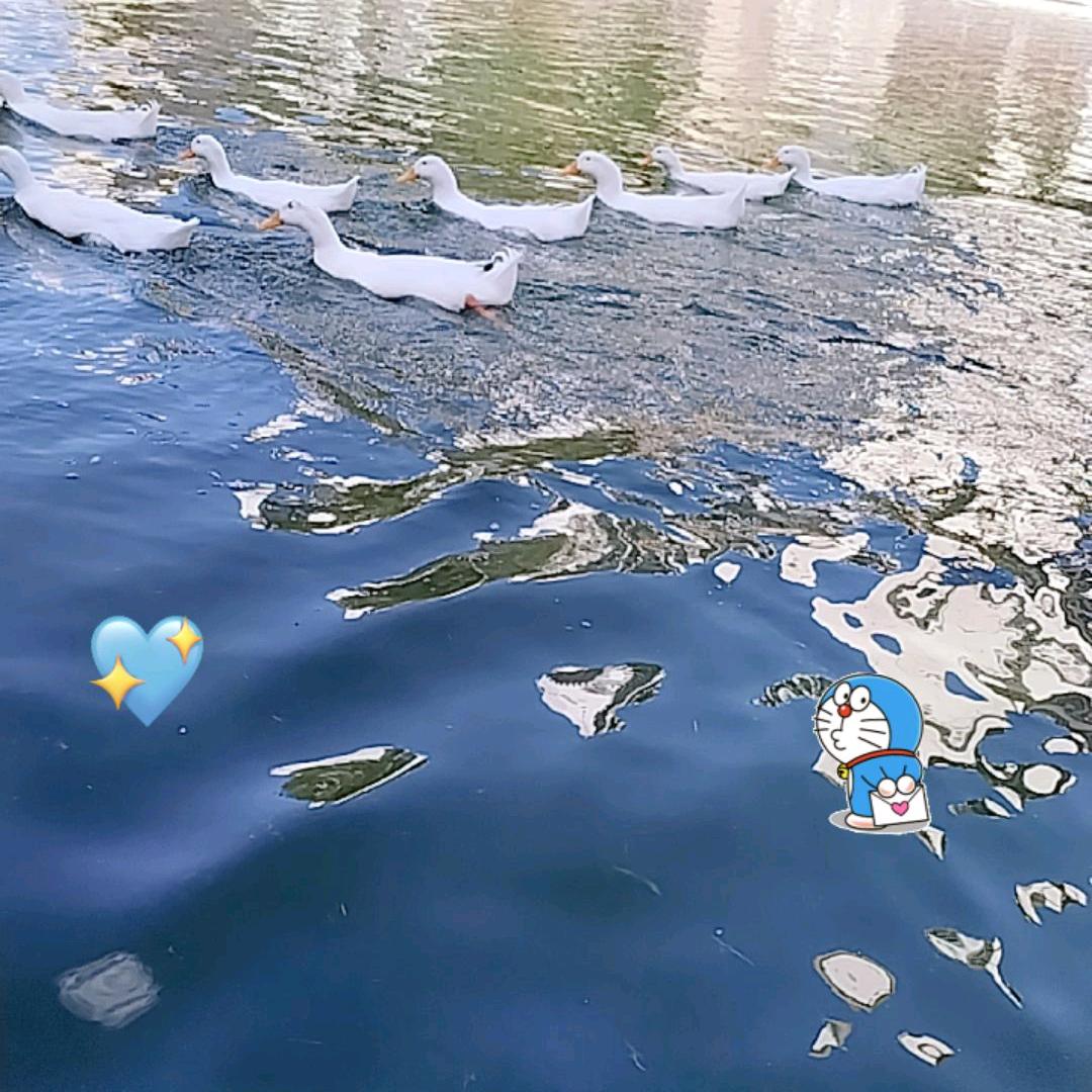 柠檬