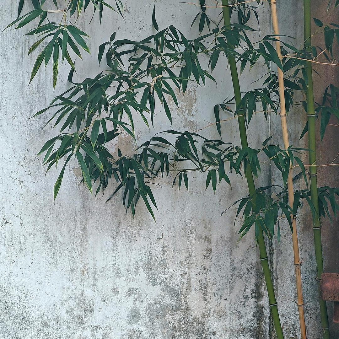 刘步