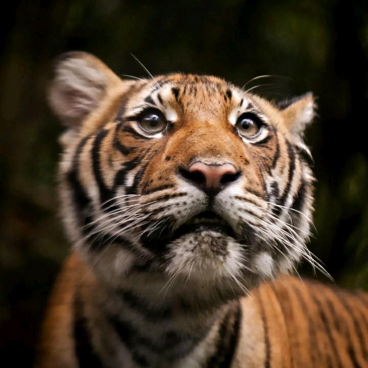 永远爱你的事成哥