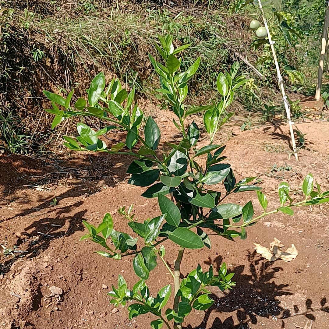 芒市遮放种植无籽香水柠檬。