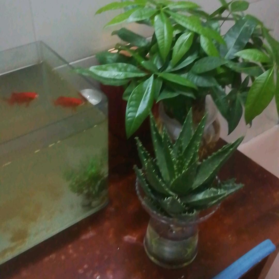 新想事成(晴书铁粉)