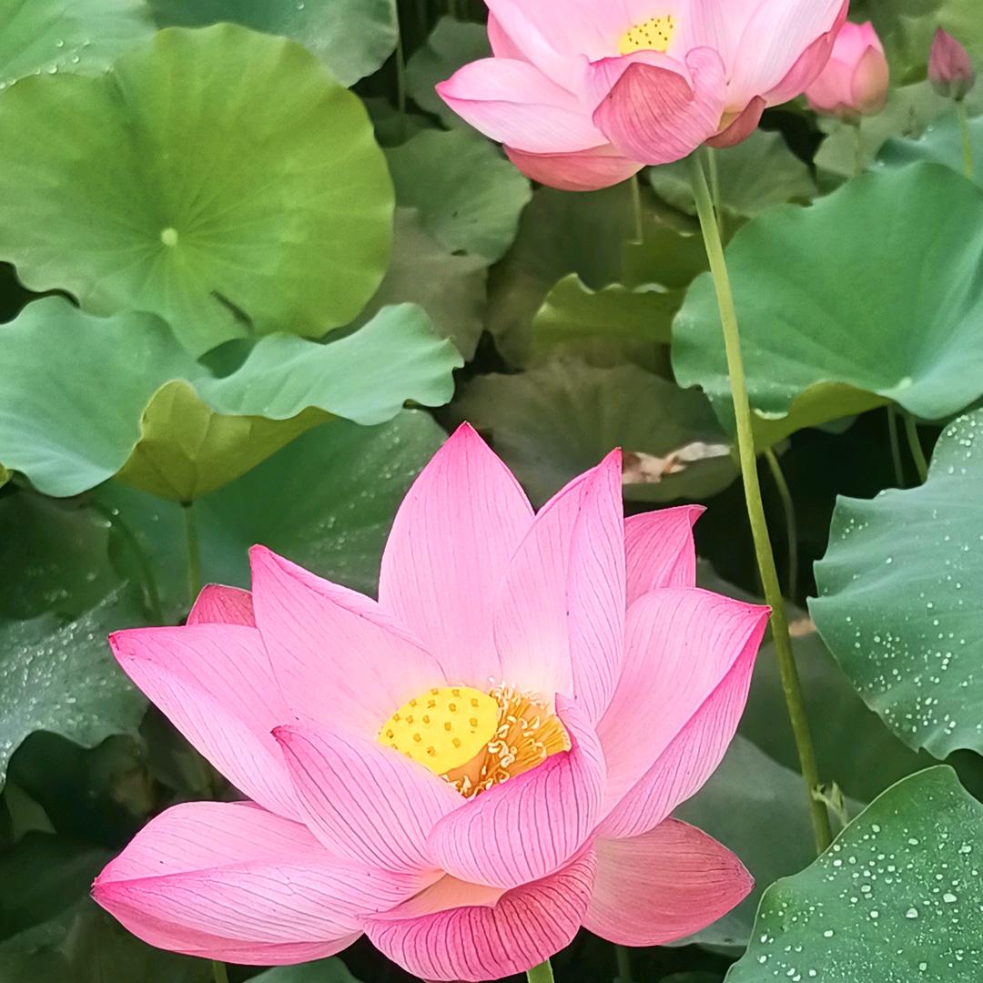 俄狼