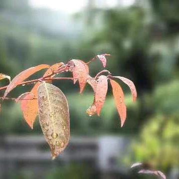 云畔竹溪
