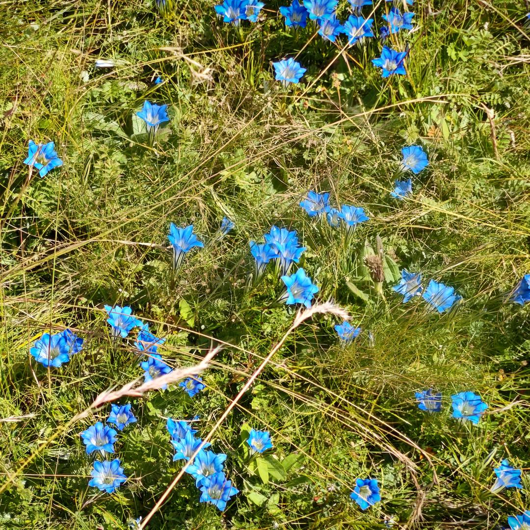 甘肃学历提升田老师