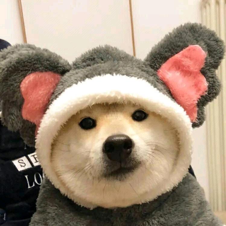 小鱼不乖