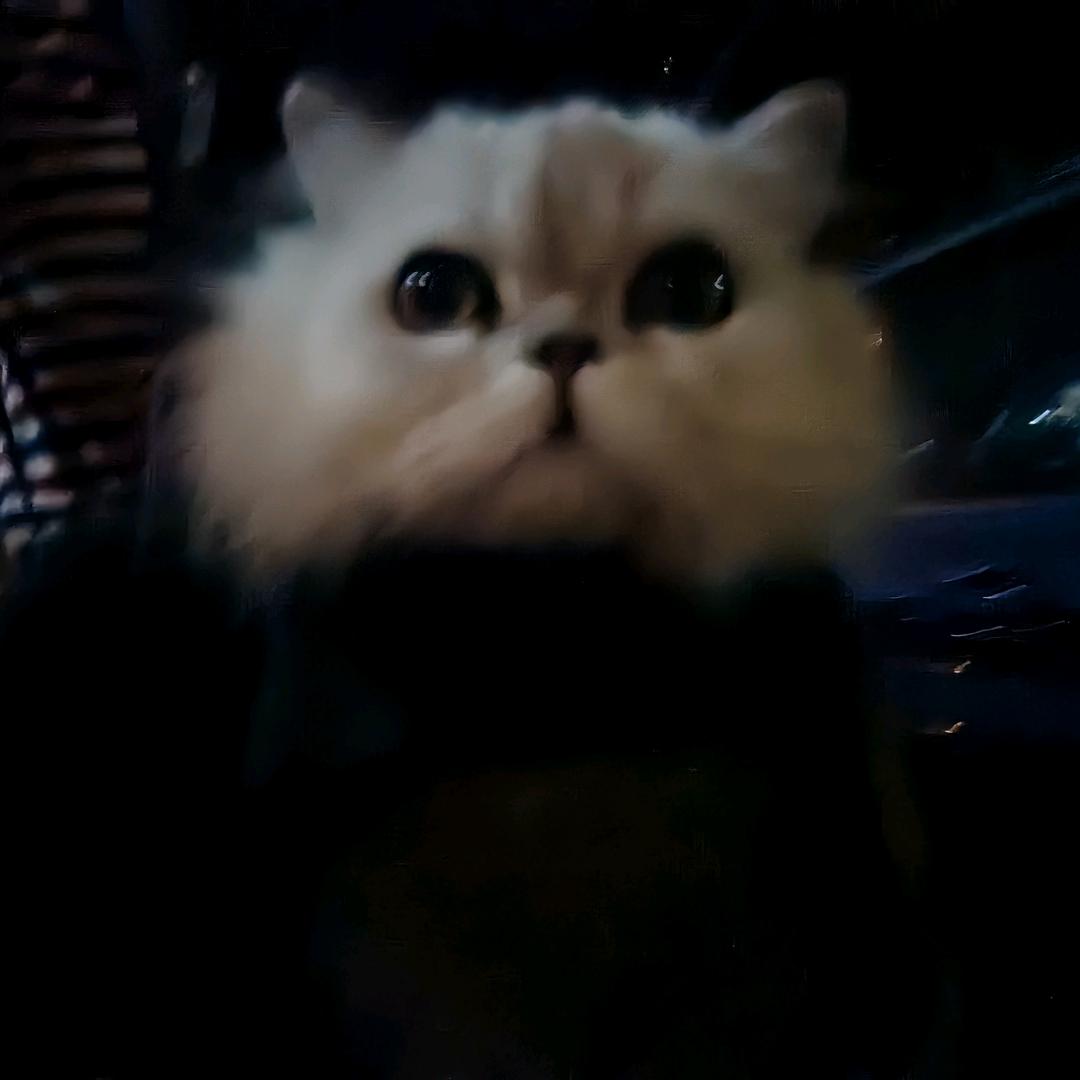 守护全世界最好的元宝💗