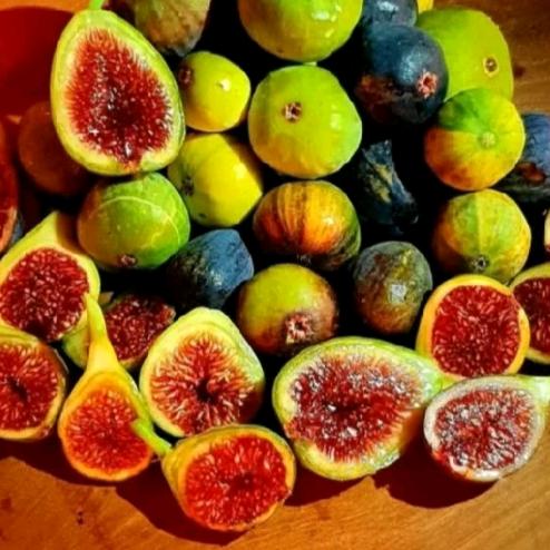 张家港菲格拉无花果园