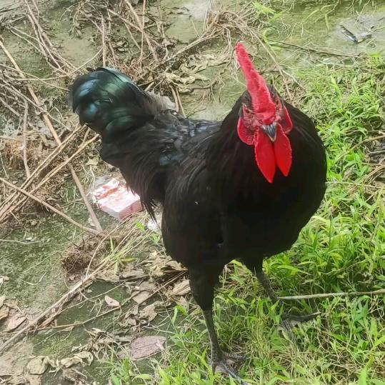 张小帅养鸡