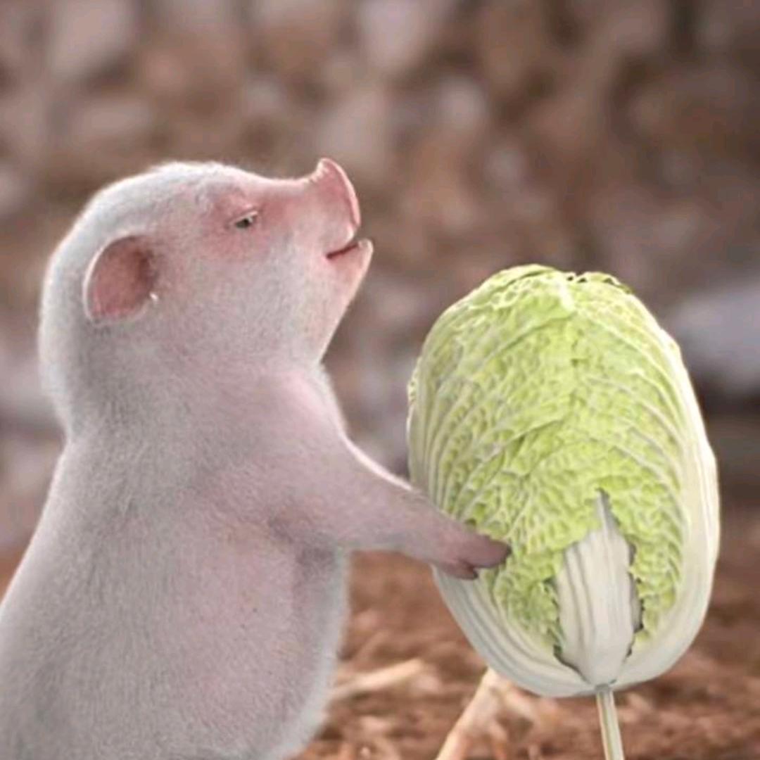 从此封心不在爱