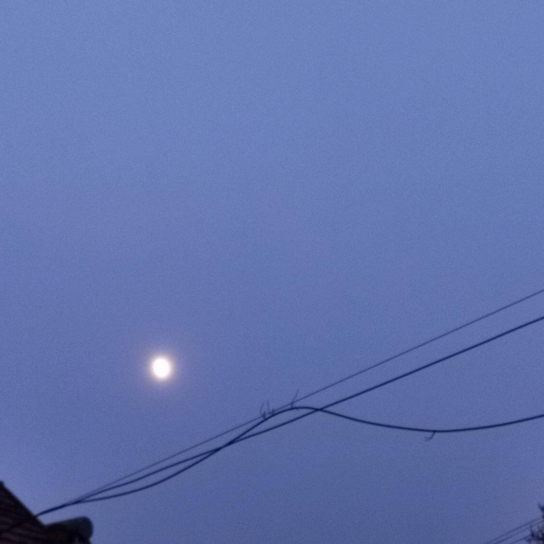 三七菜头像