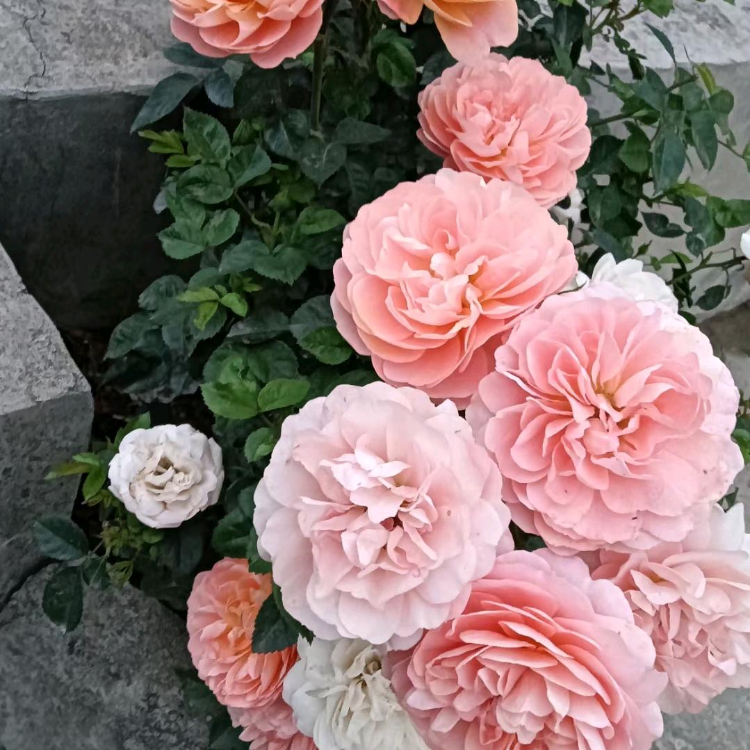 菲