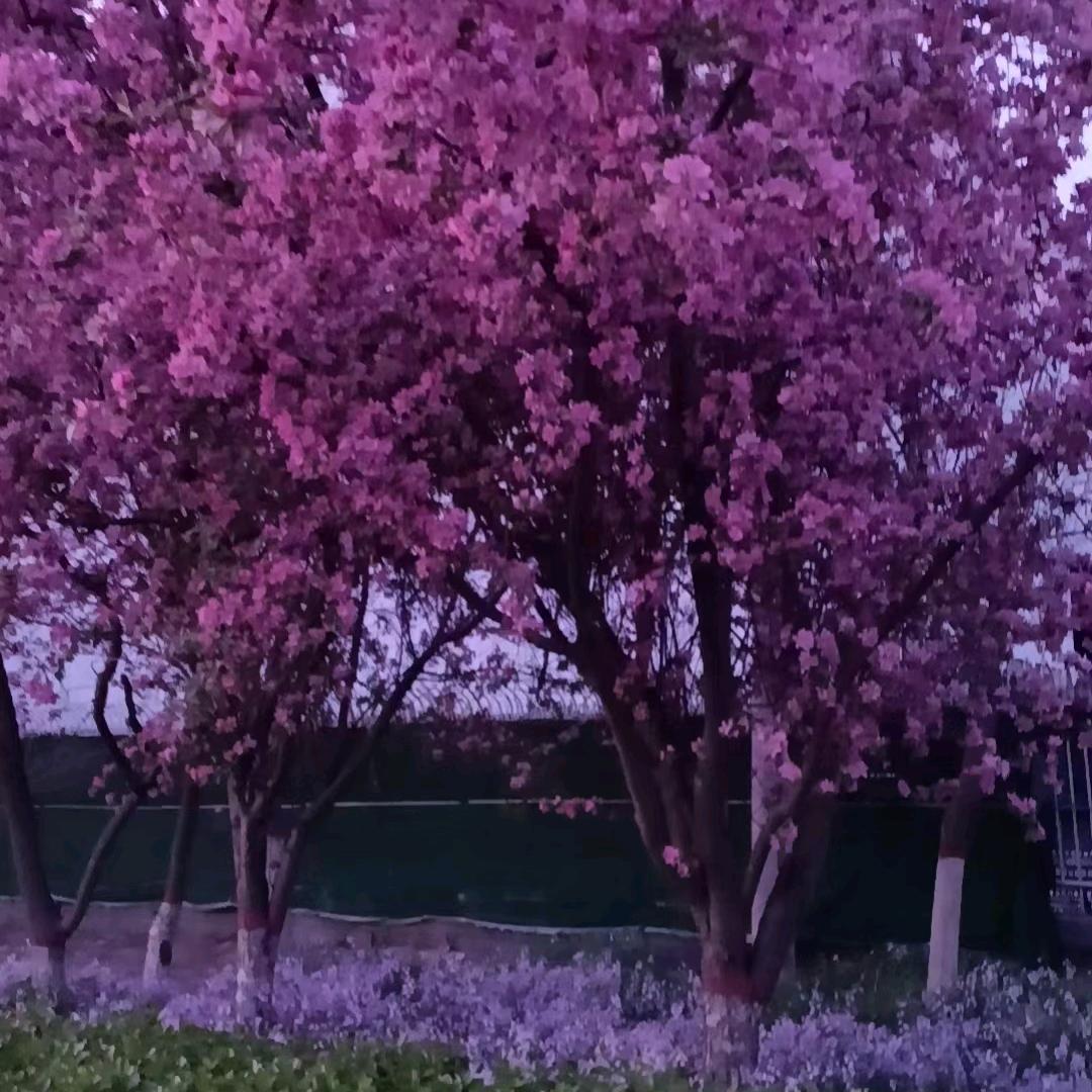 开心王姐
