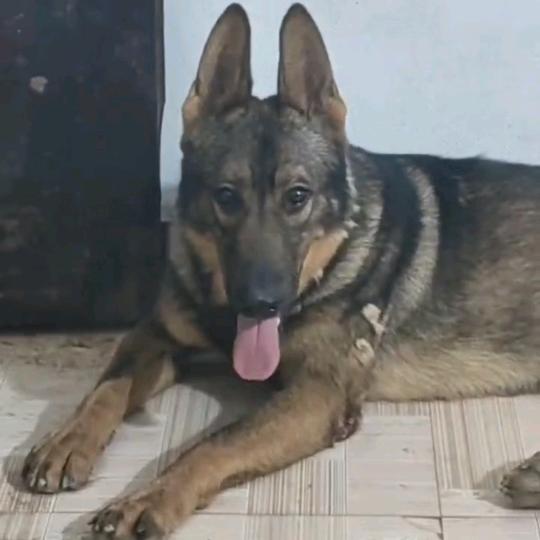 陕西高陵昆明犬臭臭