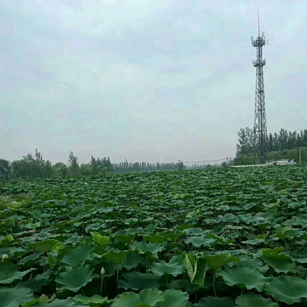 思念🌹