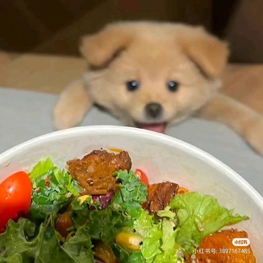 猪妞爱吃火鸡面.