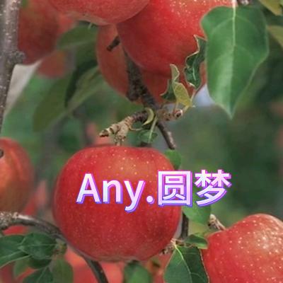 Any.圆梦