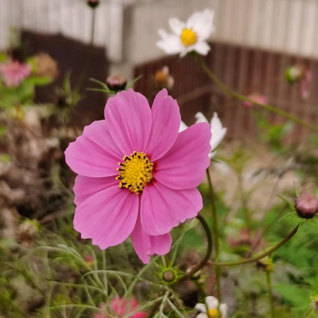 太阳花