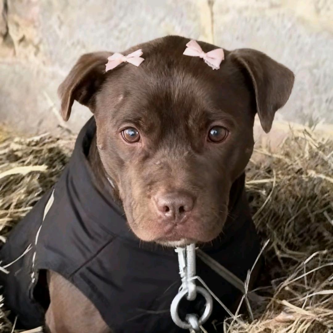 初末（西北刀客切片）