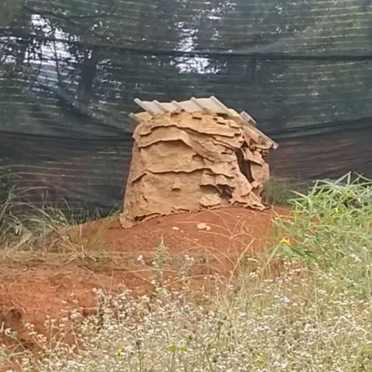 山货，嘉赢蜂业（卢）