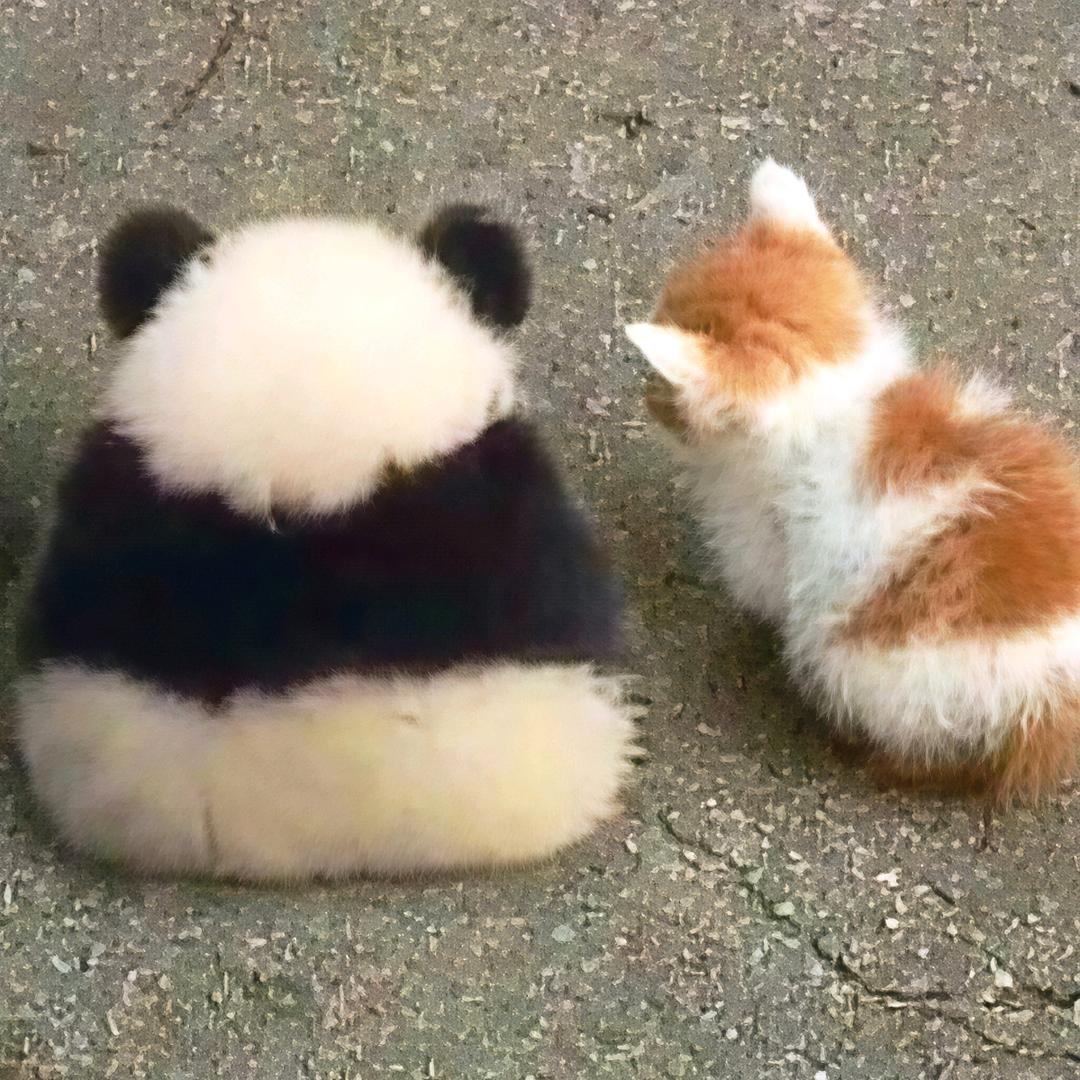 @暗区小熊猫